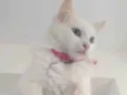 Nina 