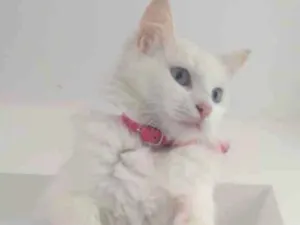 Gato raça  idade 1 ano nome Nina 