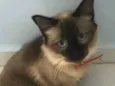 Amora 