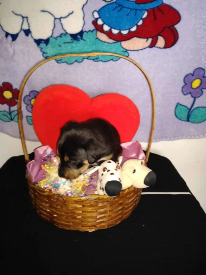 Cachorro ra a Indefinida idade 2 a 6 meses nome Fofinho