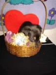 Fofinho