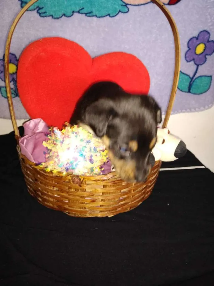 Cachorro ra a Indefinida idade 2 a 6 meses nome Fofinho