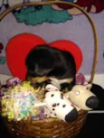 Fofinho