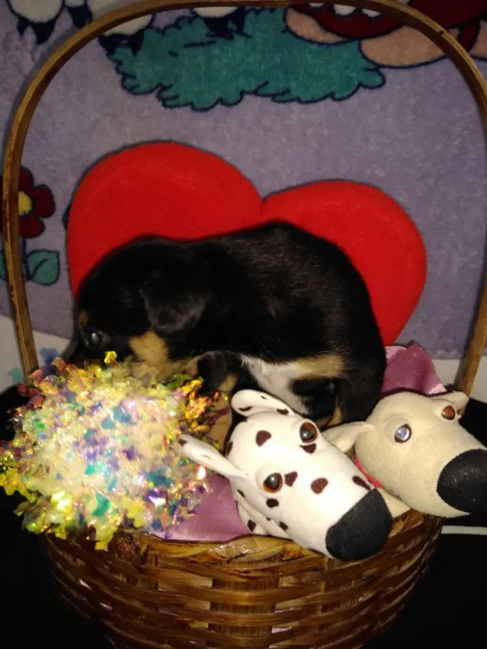 Cachorro ra a Indefinida idade 2 a 6 meses nome Fofinho