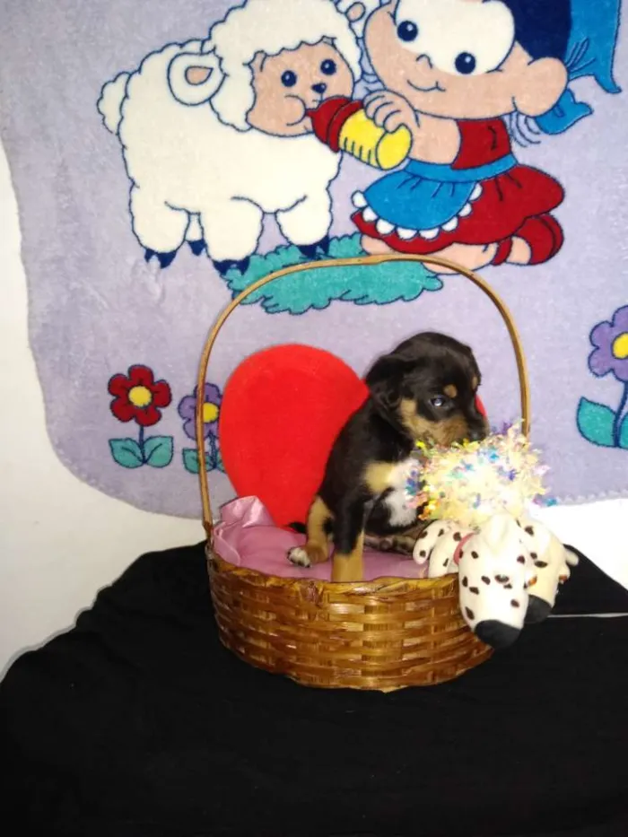 Cachorro ra a Indefinida idade 2 a 6 meses nome Fofinho