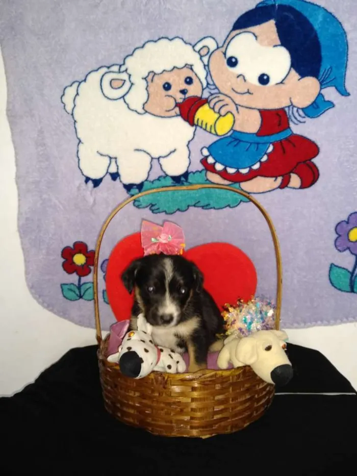 Cachorro ra a Indefinida idade 2 a 6 meses nome Fofinho
