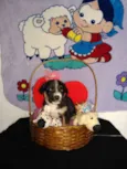 Fofinho