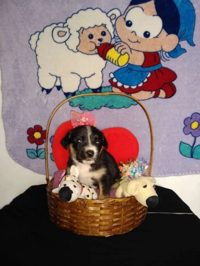 Cachorro ra a Indefinida idade 2 a 6 meses nome Fofinho