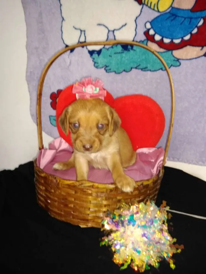 Cachorro ra a Indefinida idade 2 a 6 meses nome Fofinho