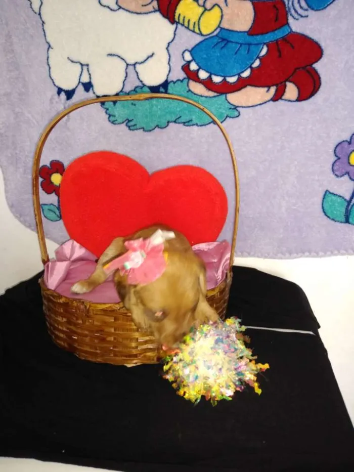 Cachorro ra a Indefinida idade 2 a 6 meses nome Fofinho