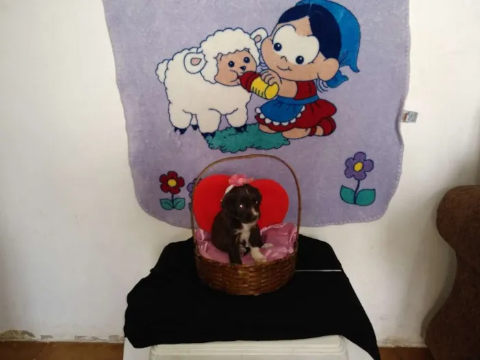 Cachorro ra a Indefinida idade 2 a 6 meses nome Fofinho