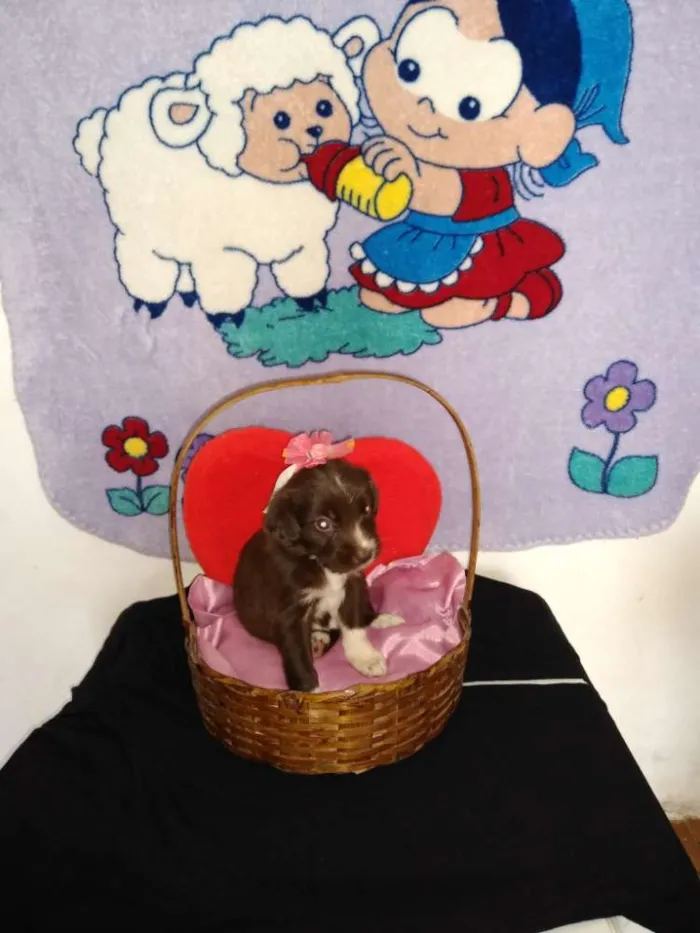 Cachorro ra a Indefinida idade 2 a 6 meses nome Fofinho