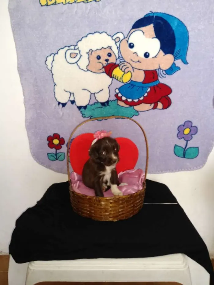 Cachorro ra a Indefinida idade 2 a 6 meses nome Fofinho