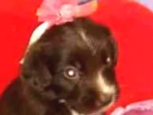 Cachorro raça Indefinida idade 2 a 6 meses nome Fofinho