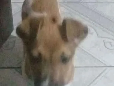 Cachorro ra a Vira lata idade 2 a 6 meses nome Pitoco
