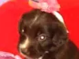 Fofinho