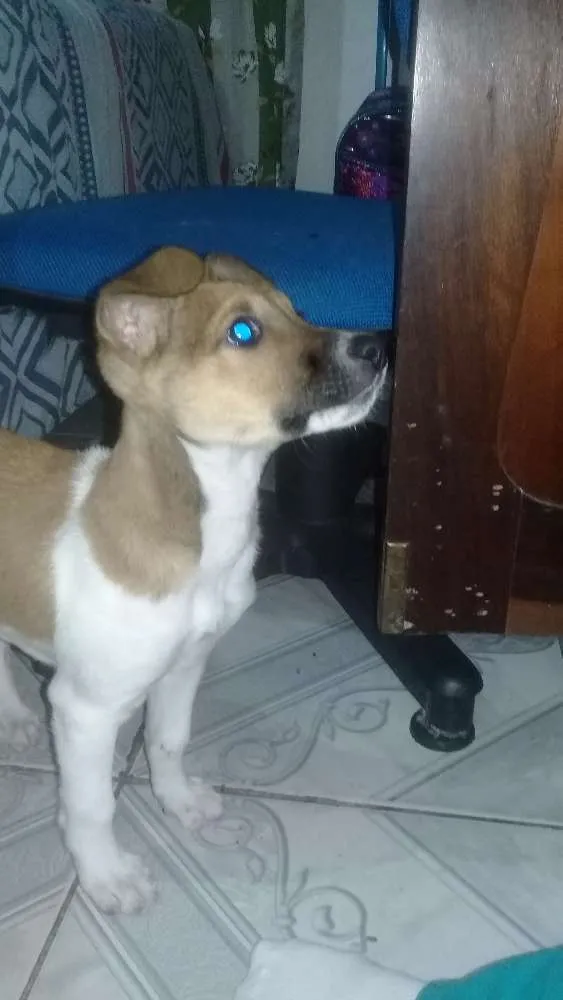 Cachorro ra a Vira lata idade 2 a 6 meses nome Pitoco