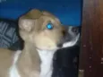 Pitoco
