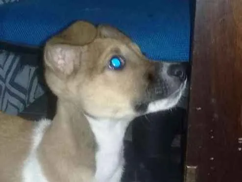 Cachorro ra a Vira lata idade 2 a 6 meses nome Pitoco