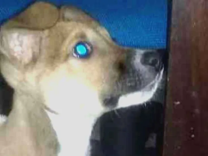 Cachorro ra a Vira lata idade 2 a 6 meses nome Pitoco