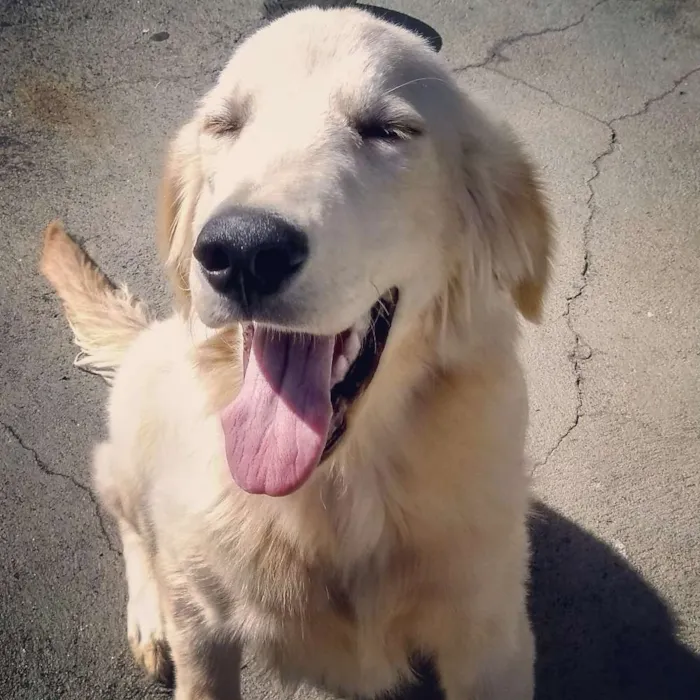 Cachorro ra a Golden Retriever idade 1 ano nome Boy