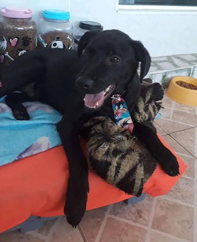 Cachorro ra a SRD idade 7 a 11 meses nome Guinho