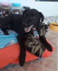 Guinho