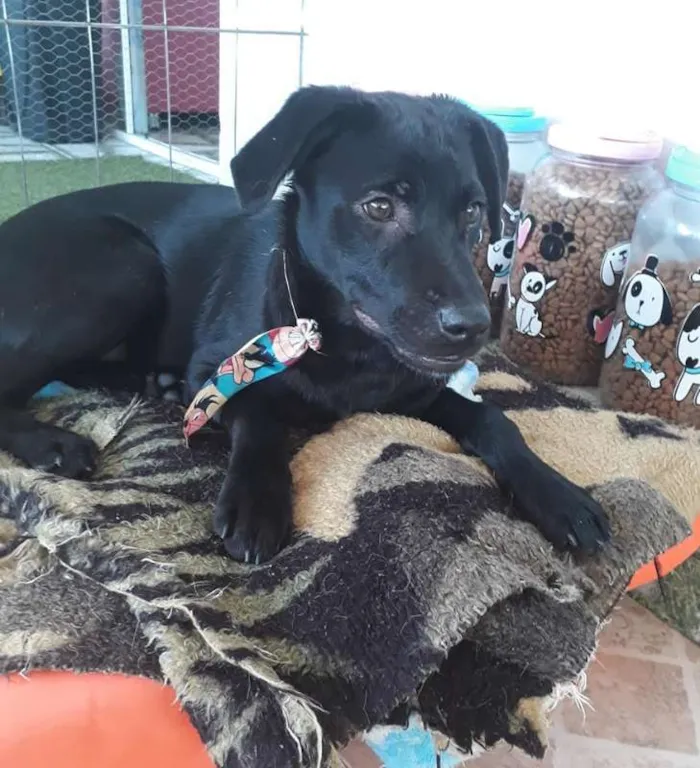 Cachorro ra a SRD idade 7 a 11 meses nome Guinho