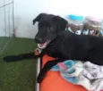 Guinho