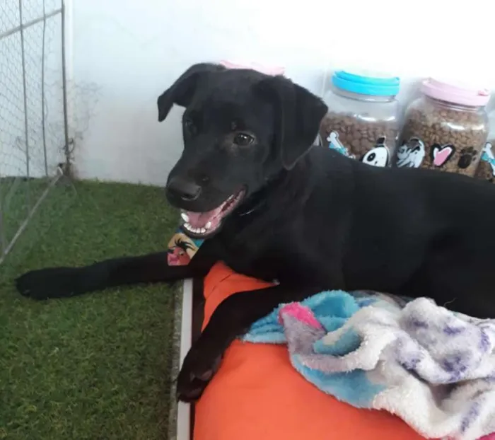 Cachorro ra a SRD idade 7 a 11 meses nome Guinho