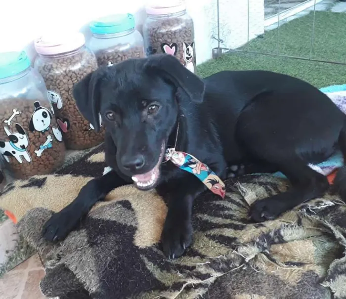 Cachorro ra a SRD idade 7 a 11 meses nome Guinho