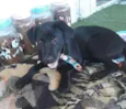 Guinho