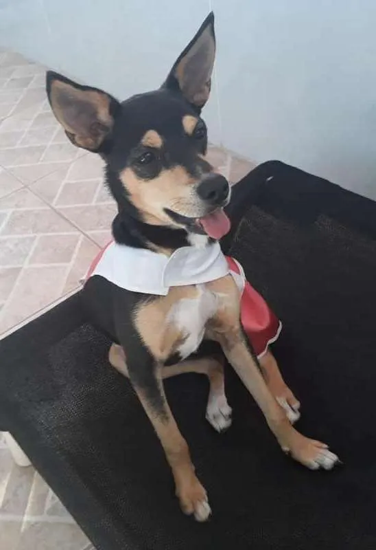Cachorro ra a srd idade 7 a 11 meses nome Maia