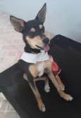 Maia