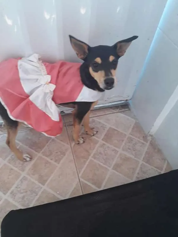 Cachorro ra a srd idade 7 a 11 meses nome Maia
