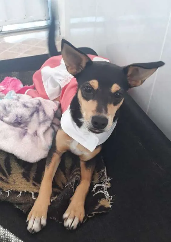 Cachorro ra a srd idade 7 a 11 meses nome Maia