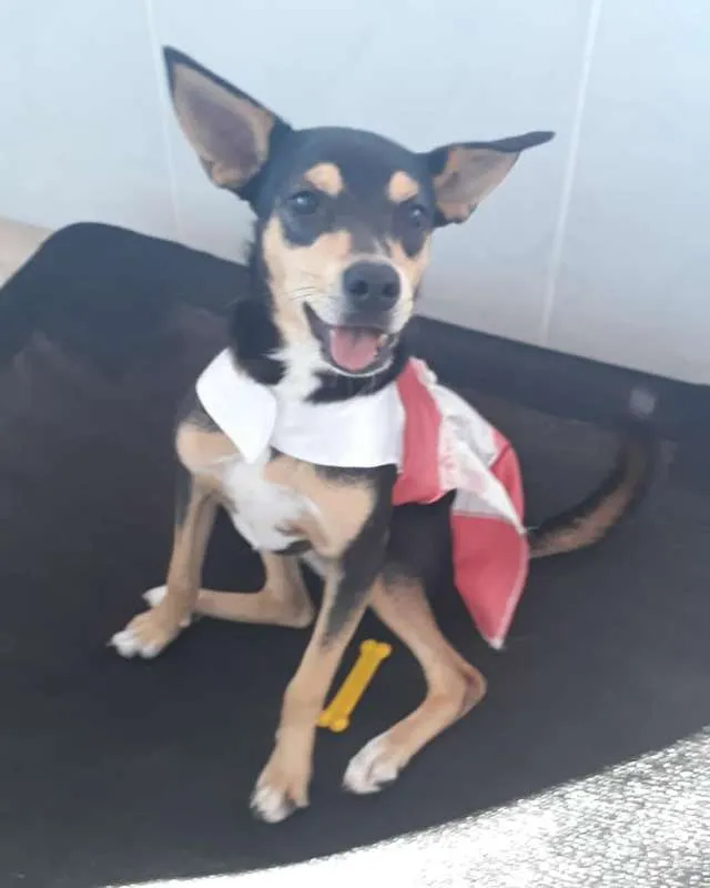 Cachorro ra a srd idade 7 a 11 meses nome Maia