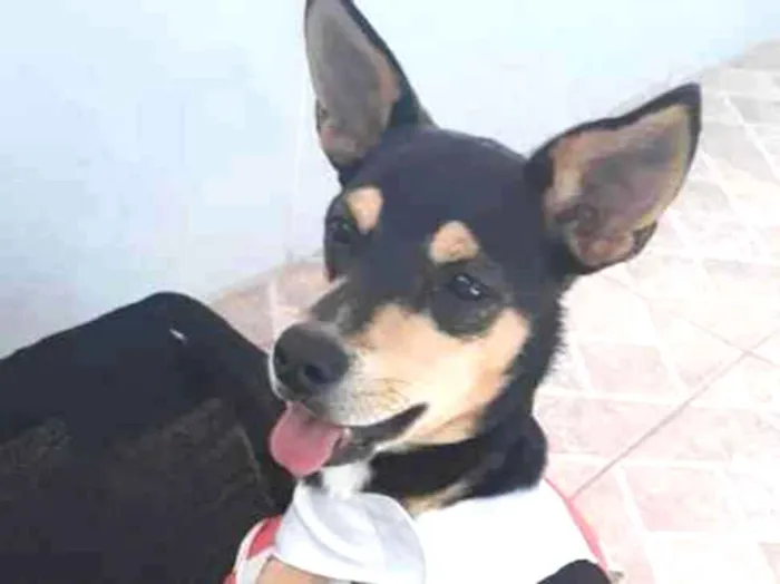 Cachorro ra a srd idade 7 a 11 meses nome Maia