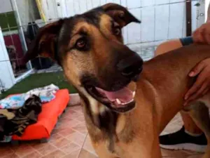Cachorro raça SRD idade 1 ano nome Guga