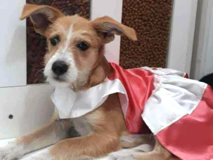 Cachorro ra a SRD idade 2 a 6 meses nome filhotes
