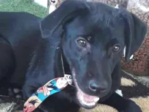 Cachorro raça SRD idade 7 a 11 meses nome Guinho