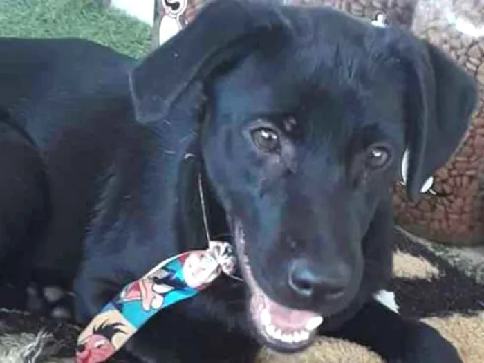 Cachorro ra a SRD idade 7 a 11 meses nome Guinho