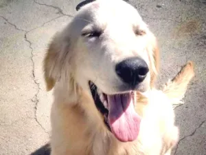 Cachorro raça Golden Retriever idade 1 ano nome Boy