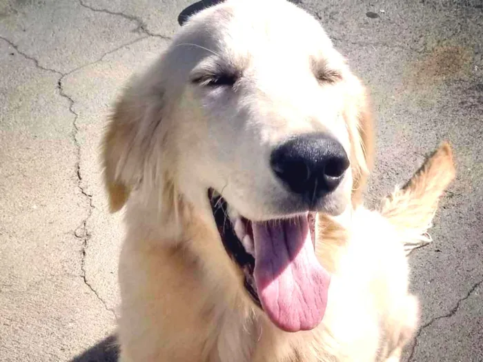 Cachorro ra a Golden Retriever idade 1 ano nome Boy