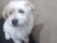 Pandinha