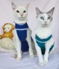 BELLA & LUISE