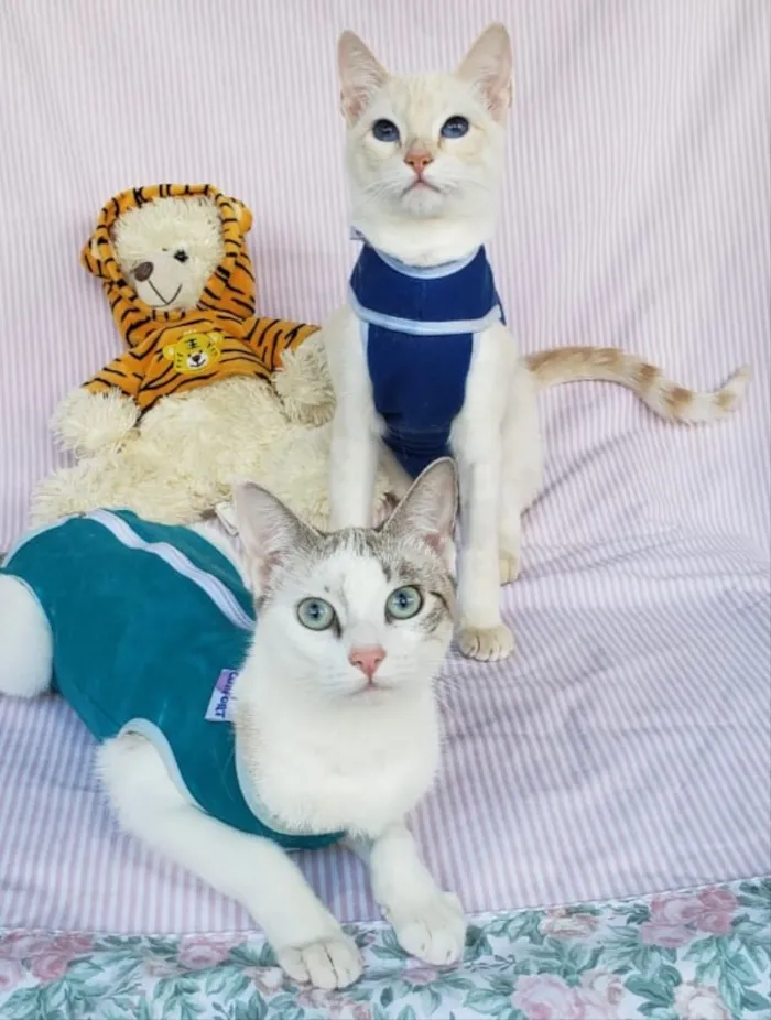 Gato ra a SRD idade 2 a 6 meses nome BELLA & LUISE 