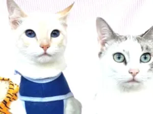 Gato raça SRD idade 2 a 6 meses nome BELLA & LUISE 