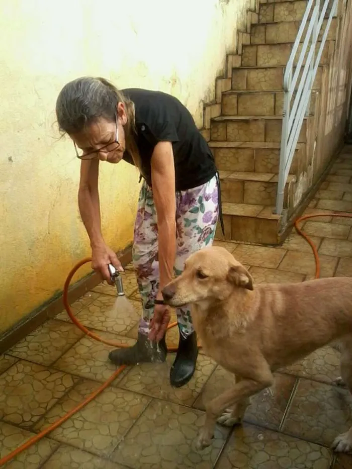 Cachorro ra a SRD idade 5 anos nome Darah Maria