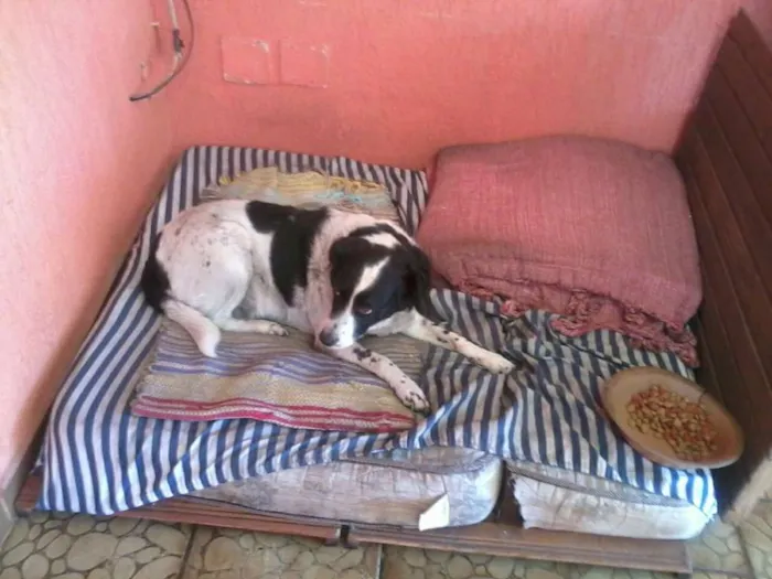 Cachorro ra a SRD idade 6 ou mais anos nome Neguinha